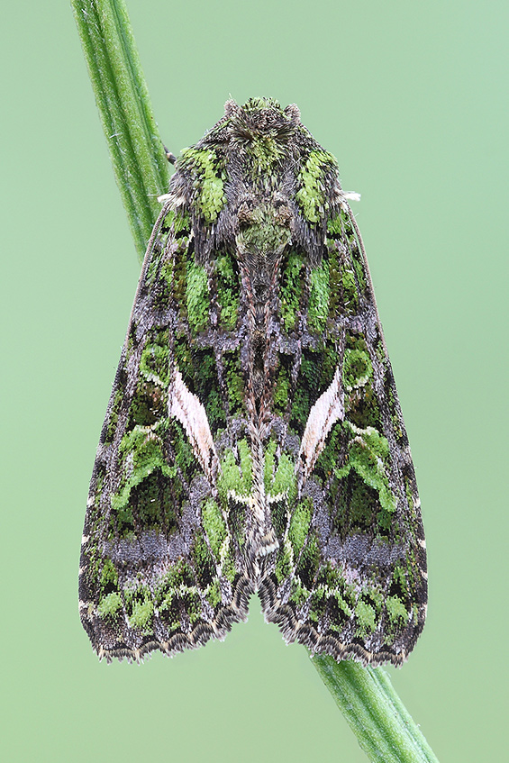 Trachea atriplicis in focus stacking